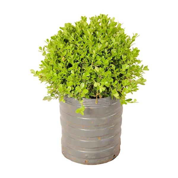 Imagem de Muda de Buxinho 20 a 40cm AMK - Plantas Online