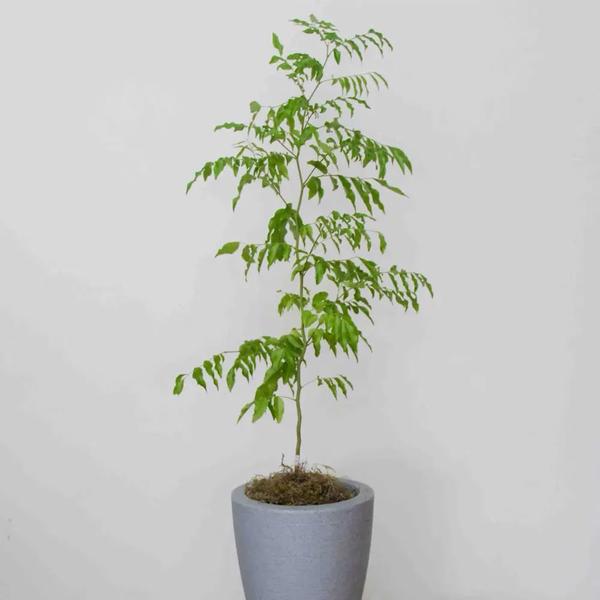 Imagem de Muda de Cabreuva 20 a 40cm AMK - Plantas Online