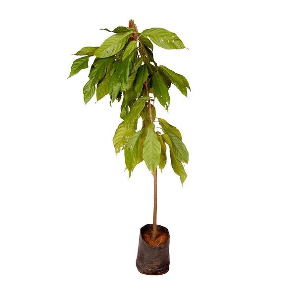 Imagem de Muda de Cacau 20 a 40cm AMK - Plantas Online