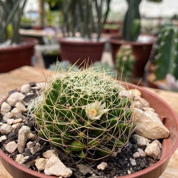 Imagem de Muda De Cacto Mammilaria Decipiens Ninho Lindas Top Coleção