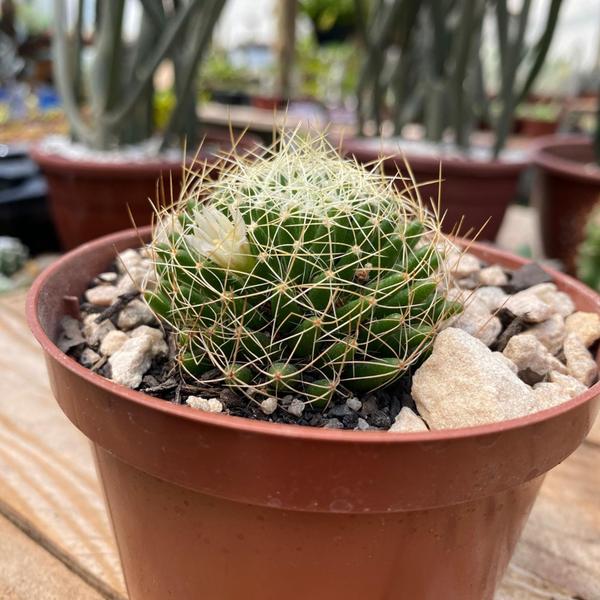 Imagem de Muda De Cacto Mammilaria Decipiens Ninho Lindas Top Coleção