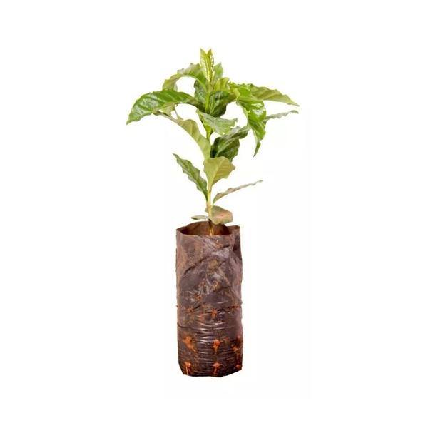 Imagem de Muda de Cafe Catuai 20 a 40cm AMK - Plantas Online