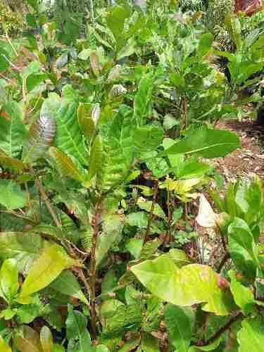 Muda De Caju - Plantas Imagem de Muda De Caju