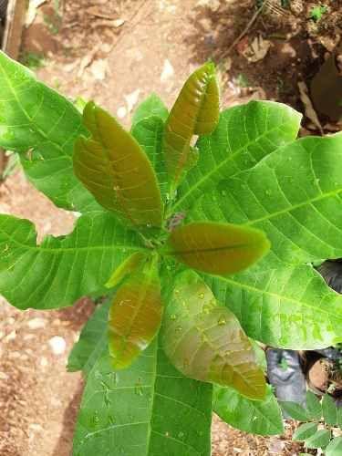 Muda De Caju - Plantas Imagem de Muda De Caju
