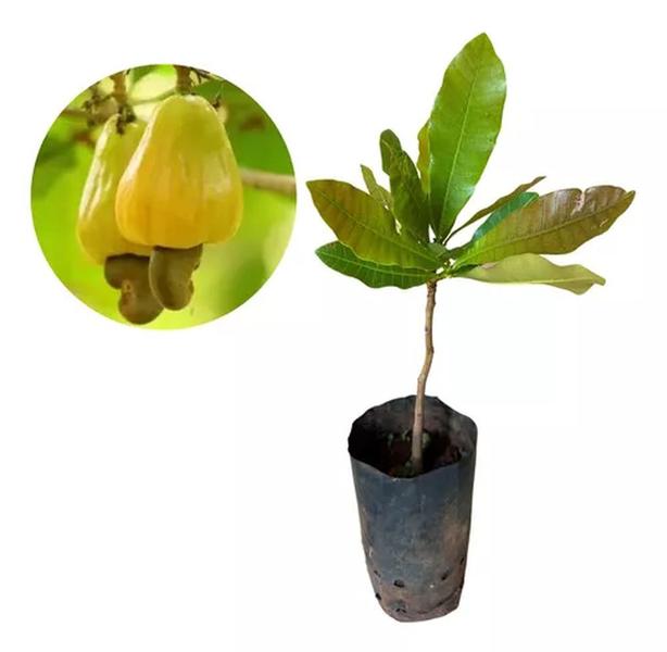 Muda De Caju - Plantas Imagem de Muda De Caju
