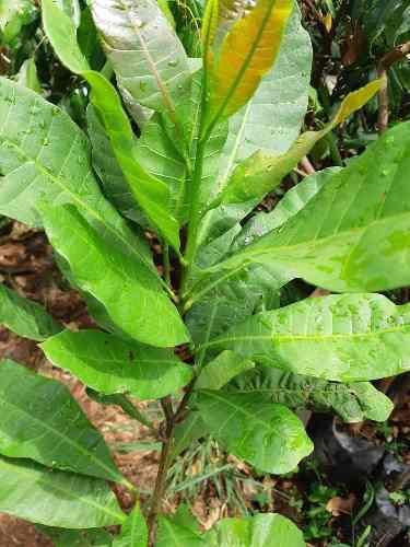 Muda De Caju - Plantas Imagem de Muda De Caju