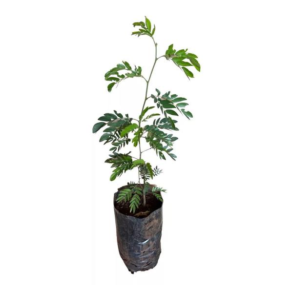 Imagem de Muda de Caliandra 20 a 40cm AMK - Plantas Online