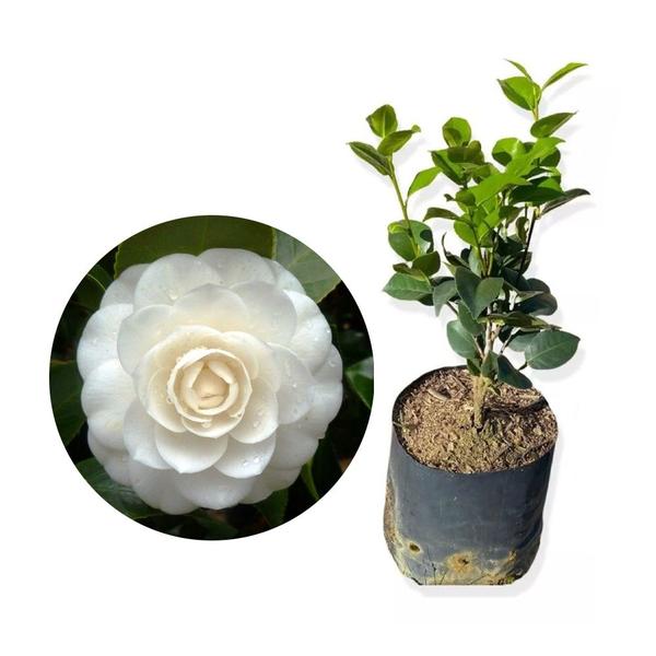 Imagem de Muda de Camelia 20 a 40cm AMK - Plantas Online