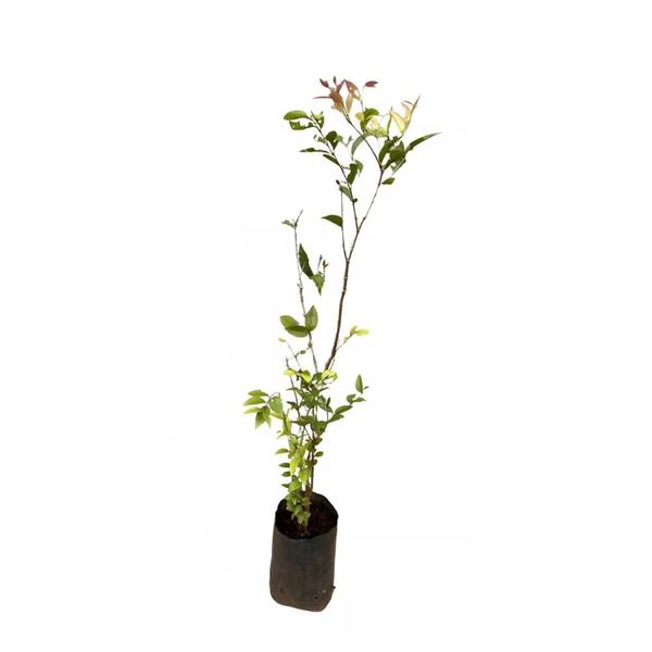 Imagem de Muda de Camu Camu 20 a 40cm AMK - Plantas Online