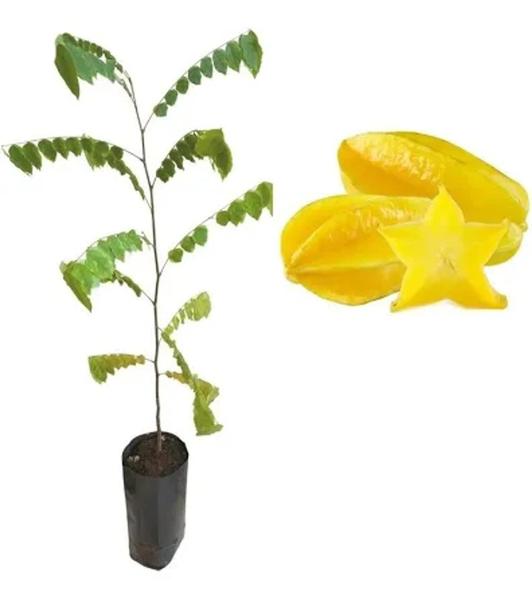 Muda de Carambola Mel - 80 cm - Ornament Mudas Imagem de Muda de Carambola Mel - 80 cm