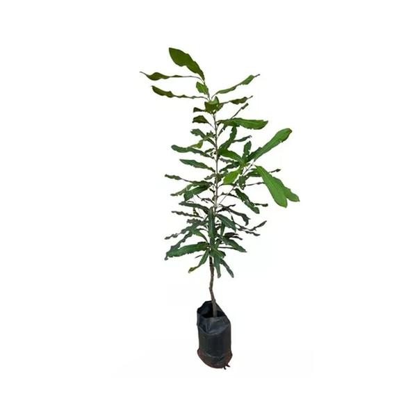 Imagem de Muda de Castanha Noz Macadâmia 20 a 40cm AMK - Plantas Online