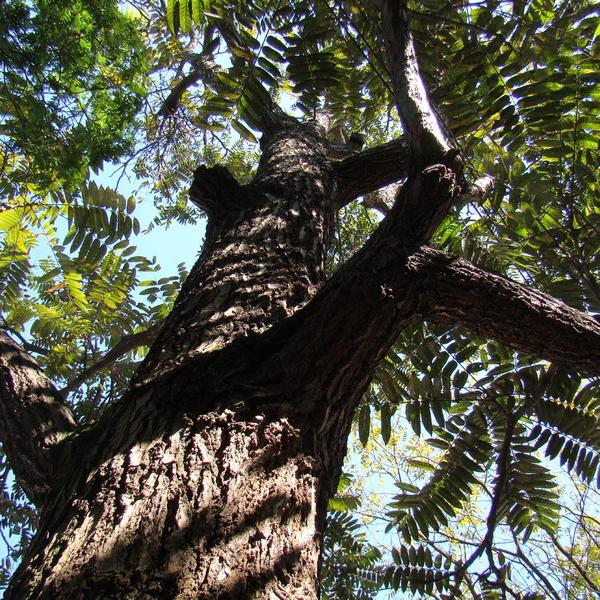 Imagem de Muda de Cedro Rosa 20 a 40cm AMK - Plantas Online