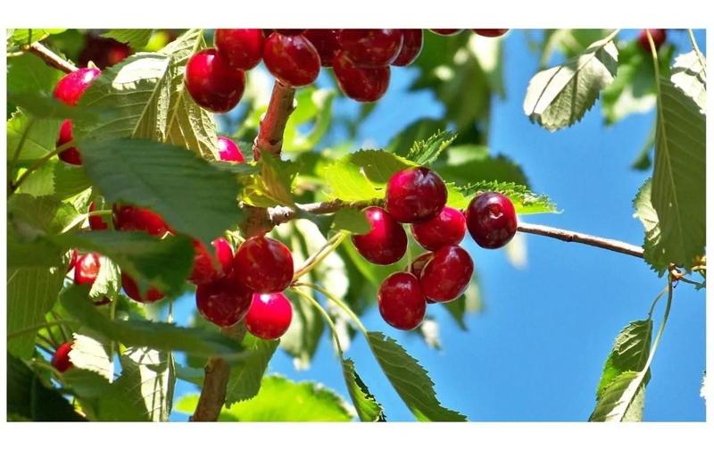 Imagem de Muda De Cereja Europeia Enxertada (cereja De Bolo)