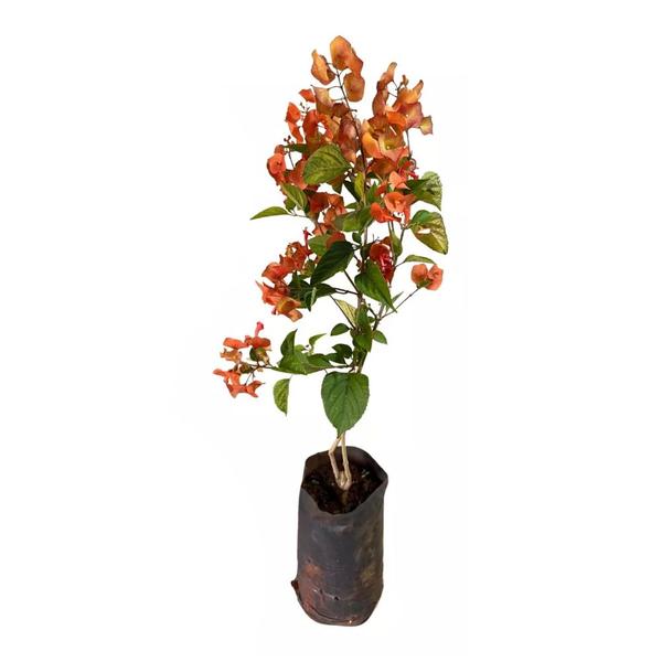 Imagem de Muda de Chapéu Chines 20 a 40cm AMK - Plantas Online