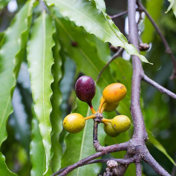 Imagem de Muda de Choupala 20 a 40cm AMK - Plantas Online