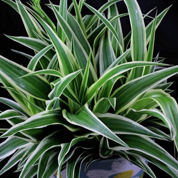 Imagem de Muda de Clorofito 20 a 40cm AMK - Plantas Online