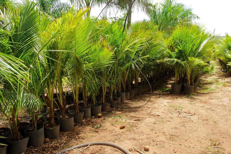 Imagem de Muda de Coco Anão Praiano Altura 1,5 m a 1,8 m