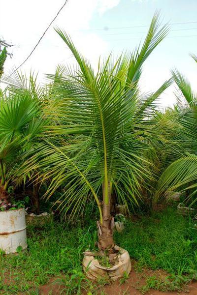 Muda de Coco Anão Praiano Altura 1,5 m a 1,8 m - Plantas Imagem de Muda de Coco Anão Praiano Altura 1,5 m a 1,8 m