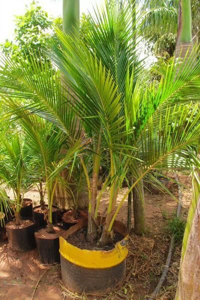 Muda de Coco Anão Praiano Altura 1,5 m a 1,8 m - Plantas Imagem de Muda de Coco Anão Praiano Altura 1,5 m a 1,8 m