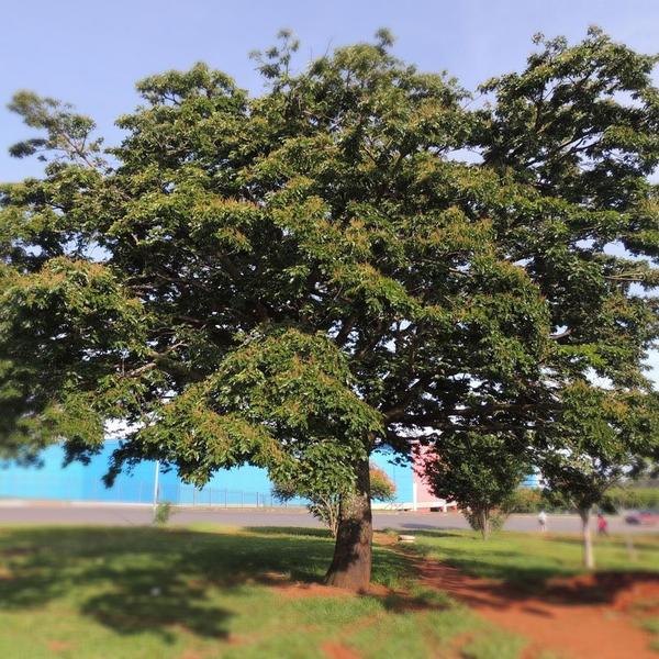 Muda de Copaiba 20 a 40cm AMK - Plantas Online - AMK Jardinagem e Paisagismo Imagem de Muda de Copaiba 20 a 40cm AMK - Plantas Online