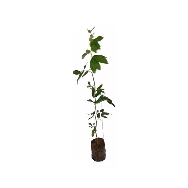 Muda de Copaiba 20 a 40cm AMK - Plantas Online - AMK Jardinagem e Paisagismo Imagem de Muda de Copaiba 20 a 40cm AMK - Plantas Online