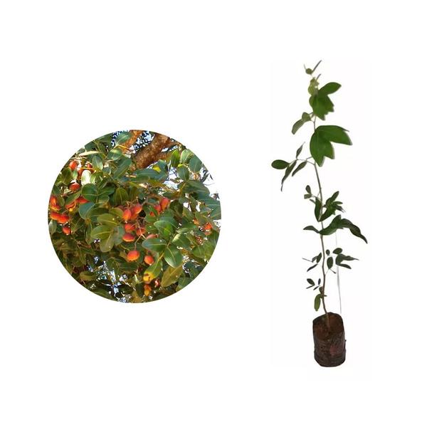 Muda de Copaiba 20 a 40cm AMK - Plantas Online - AMK Jardinagem e Paisagismo Imagem de Muda de Copaiba 20 a 40cm AMK - Plantas Online