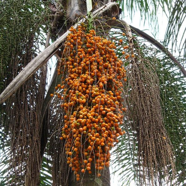 Imagem de Muda de Coqueiro Jeriva 20 a 40cm AMK - Plantas Online