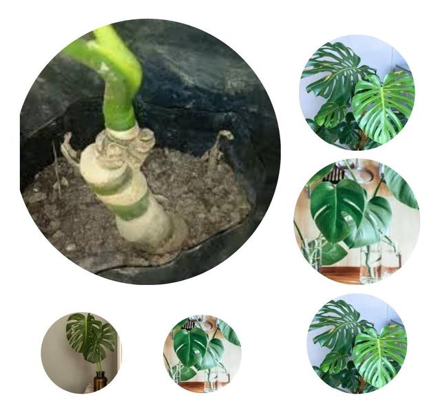 Muda De Costela De Adão Grande Plantada Monstera Tropicana Envio Imediato Pronta entrega - BVMUDAS Imagem de Muda De Costela De Adão Grande Plantada Monstera Tropicana Envio Imediato Pronta entrega