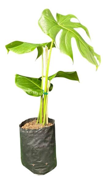 Muda De Costela De Adão Grande Plantada Monstera Tropicana Envio Imediato Pronta entrega - BVMUDAS Imagem de Muda De Costela De Adão Grande Plantada Monstera Tropicana Envio Imediato Pronta entrega