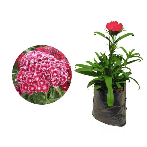 Imagem de Muda de Cravina 20 a 40cm AMK - Plantas Online