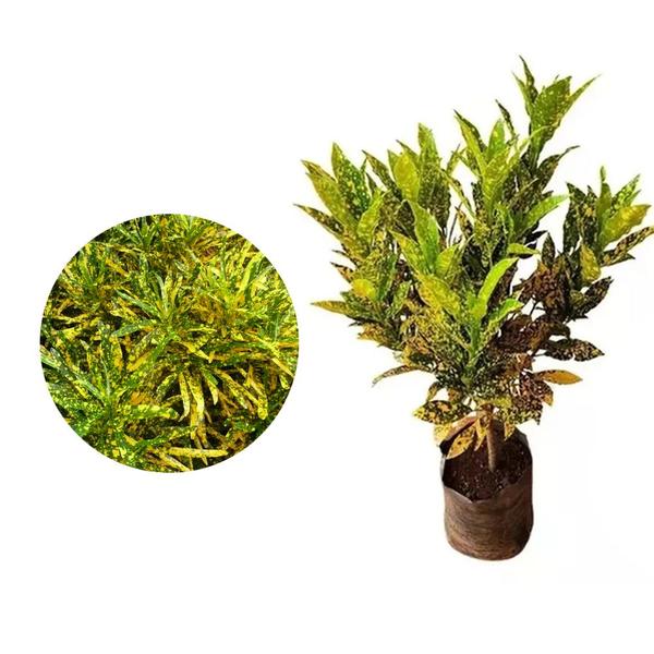 Imagem de Muda de Croton Brasileirinho 20 a 40cm AMK - Plantas Online