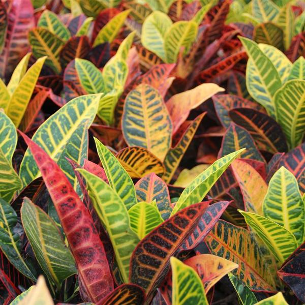 Imagem de Muda de Croton Colorido 20 a 40cm AMK - Plantas Online