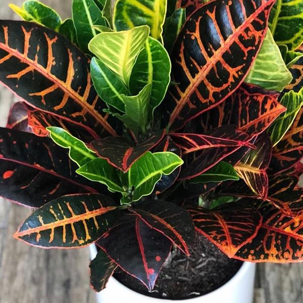 Imagem de Muda de Croton Hibrido 20 a 40cm AMK - Plantas Online