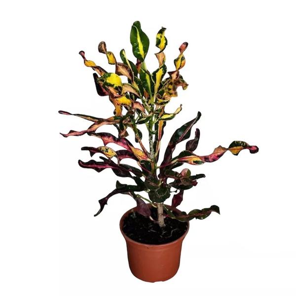 Imagem de Muda de Croton Saca-rolha 20 a 40cm AMK - Plantas Online