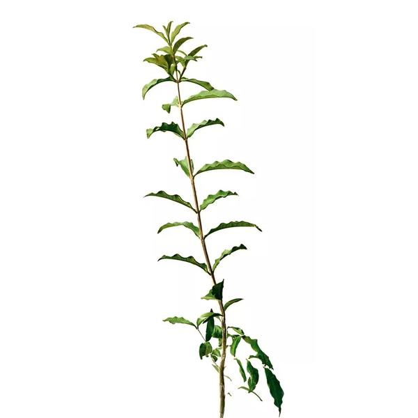 Imagem de Muda de Dedaleira 20 a 40cm AMK - Plantas Online