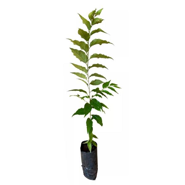 Imagem de Muda de Dovyalis 20 a 40cm AMK - Plantas Online