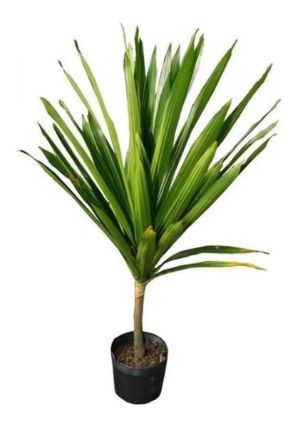 Imagem de Muda De Dracena Arbórea - Ideal Para Ambientes Internos