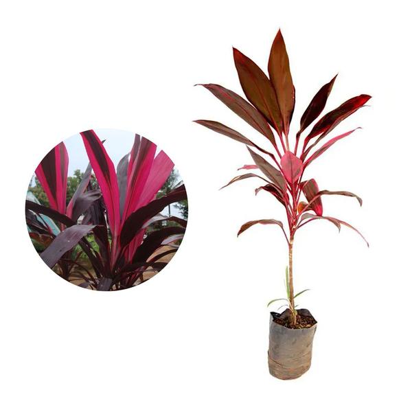 Imagem de Muda de Dracena Baby 20 a 40cm AMK - Plantas Online