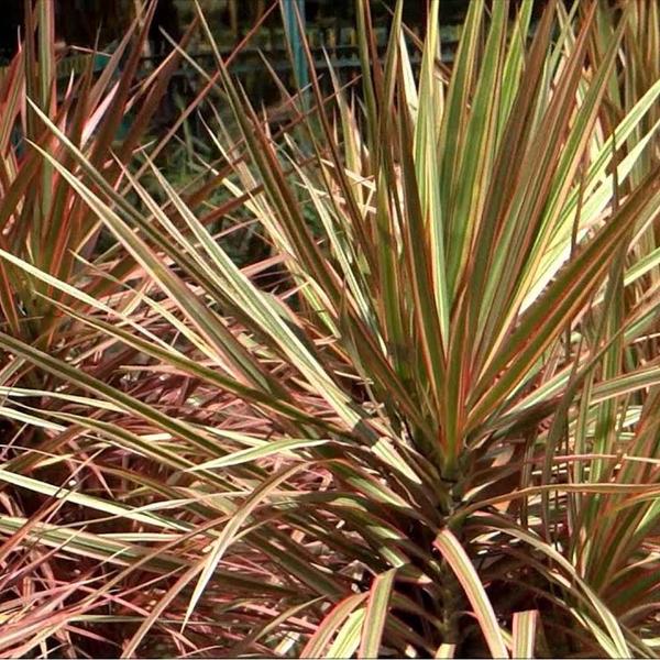 Imagem de Muda de Dracena Tricolor 20 a 40cm AMK - Plantas Online