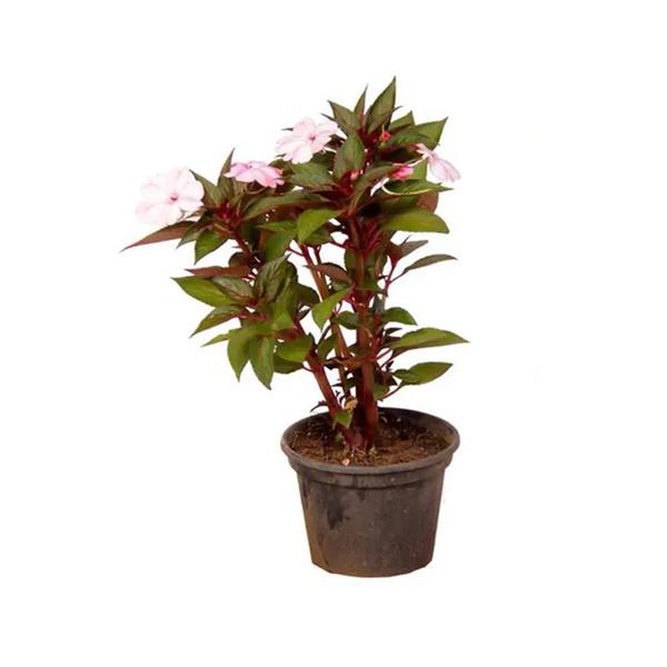 Imagem de Muda de Empatiens 20 a 40cm AMK - Plantas Online