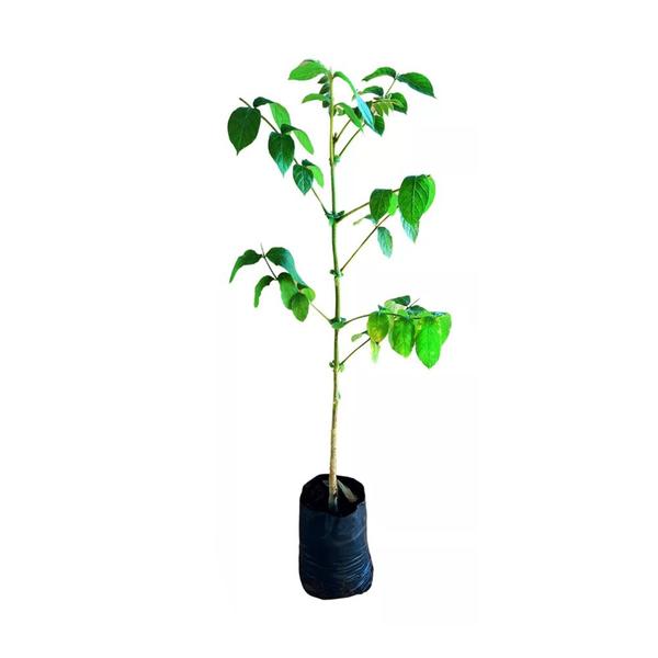 Imagem de Muda de Espatodea 20 a 40cm AMK - Plantas Online