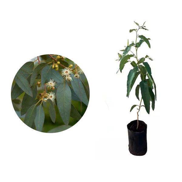 Imagem de Muda de Eucalipto Citriodora 20 a 40cm AMK - Plantas Online