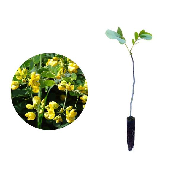 Imagem de Muda de Fedegoso 20 a 40cm AMK - Plantas Online