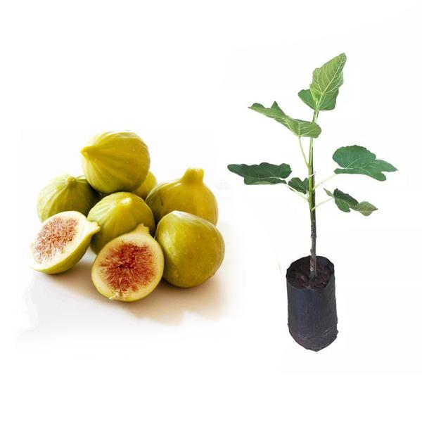 Imagem de Muda de Figo Amarelo 20 a 40cm AMK - Plantas Online