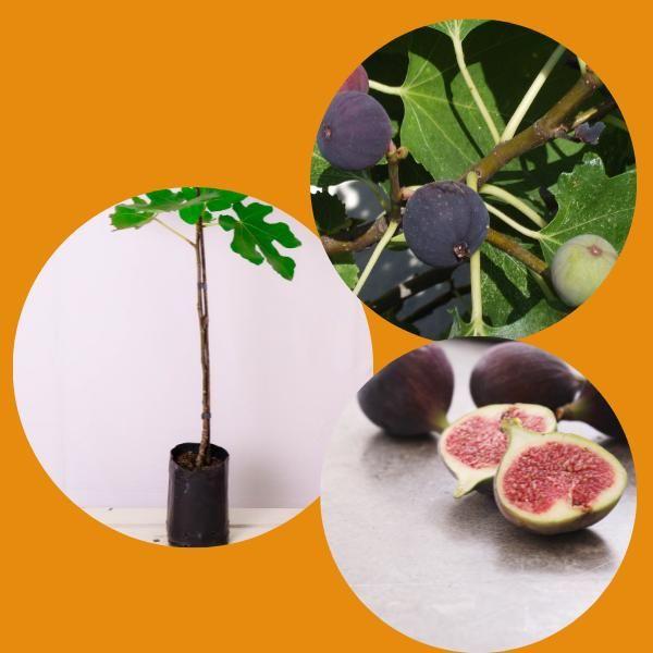 Muda de Figo Bronzeado Enxertado - Gardencitrus Imagem de Muda de Figo Bronzeado Enxertado
