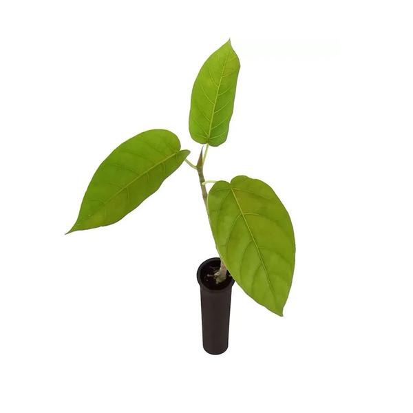 Imagem de Muda de Figueira Branca 20 a 40cm AMK - Plantas Online