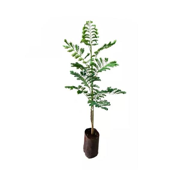 Imagem de Muda de Flamboyant Mirim 20 a 40cm AMK - Plantas Online