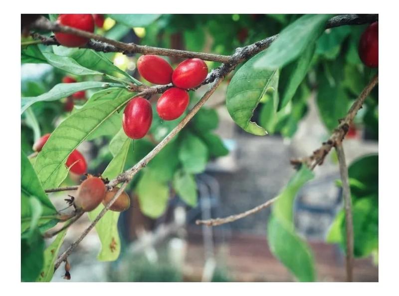 Imagem de Muda De Fruta Do Milagre Para Produzir - Exótica