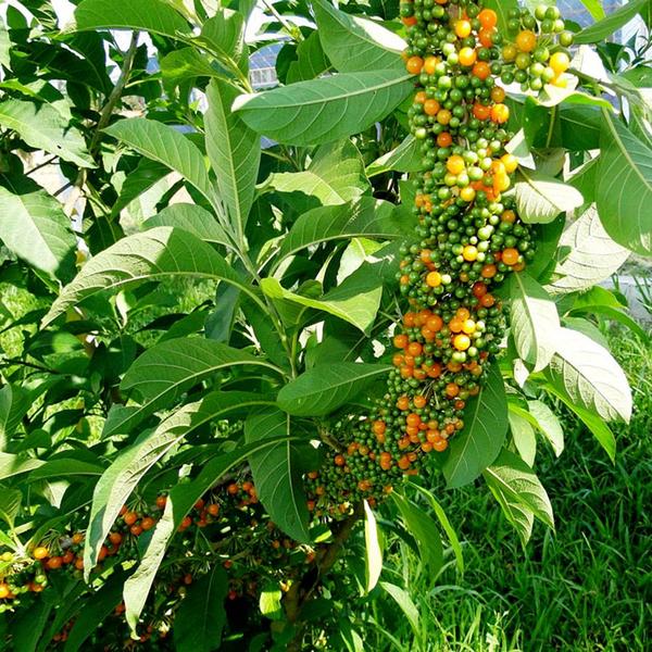 Muda de Fruta do Sabia 20 a 40cm AMK - Plantas Online - AMK Jardinagem e Paisagismo Imagem de Muda de Fruta do Sabia 20 a 40cm AMK - Plantas Online
