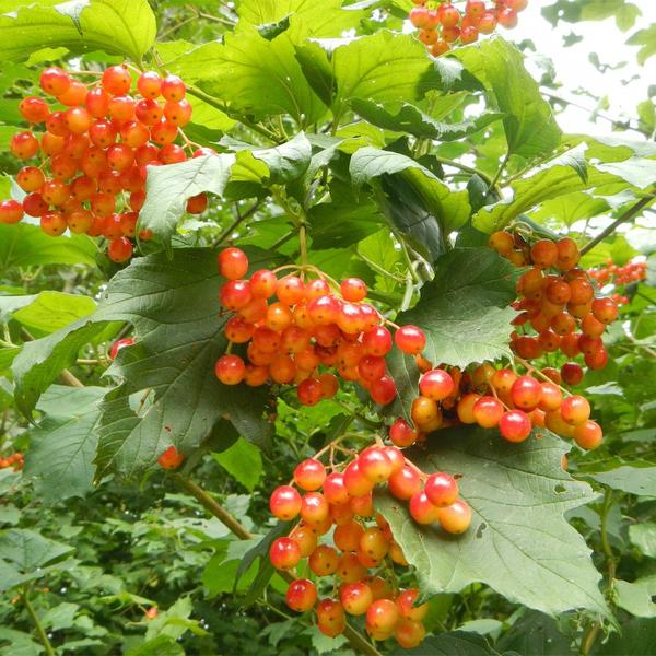 Muda de Fruta do Sabia 20 a 40cm AMK - Plantas Online - AMK Jardinagem e Paisagismo Imagem de Muda de Fruta do Sabia 20 a 40cm AMK - Plantas Online